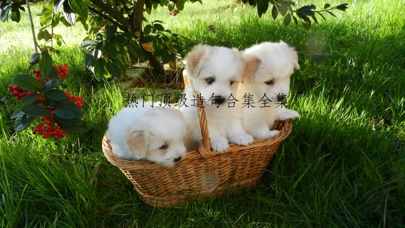 热门顶级造句合集全集