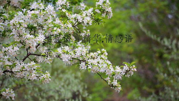 捕捉语言精华,情感语录