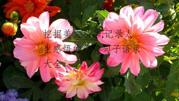 挖掘美文精华,记录人生感悟的经典句子语录大全