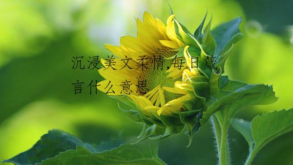 沉浸美文柔情,每日箴言什么意思