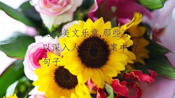 奏响美文乐章,那些可以深入人心的文案中的句子